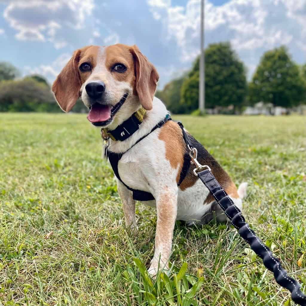 Beagle dog wearing harness and leash during a walk.