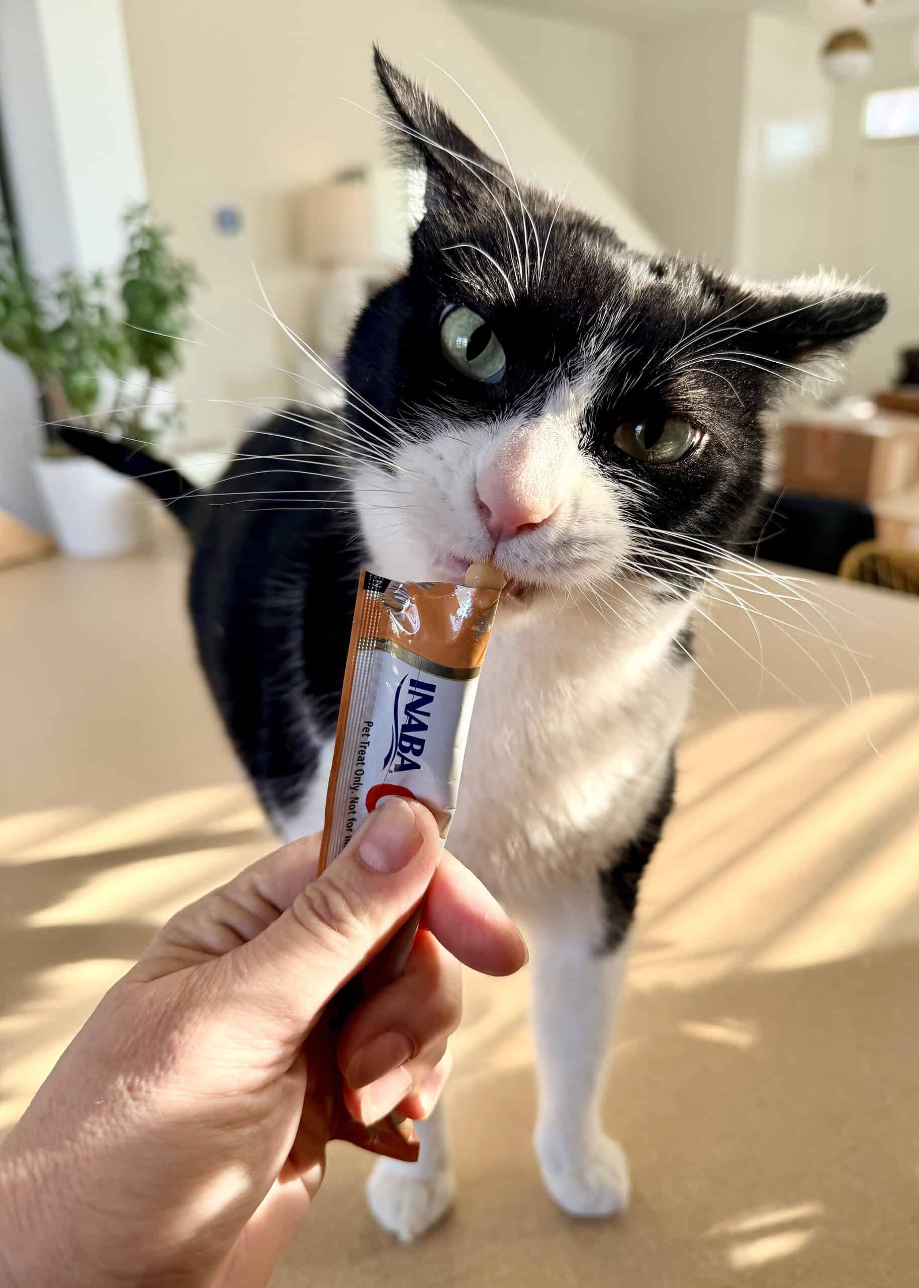 Black and white cat being fed a Churu treat.