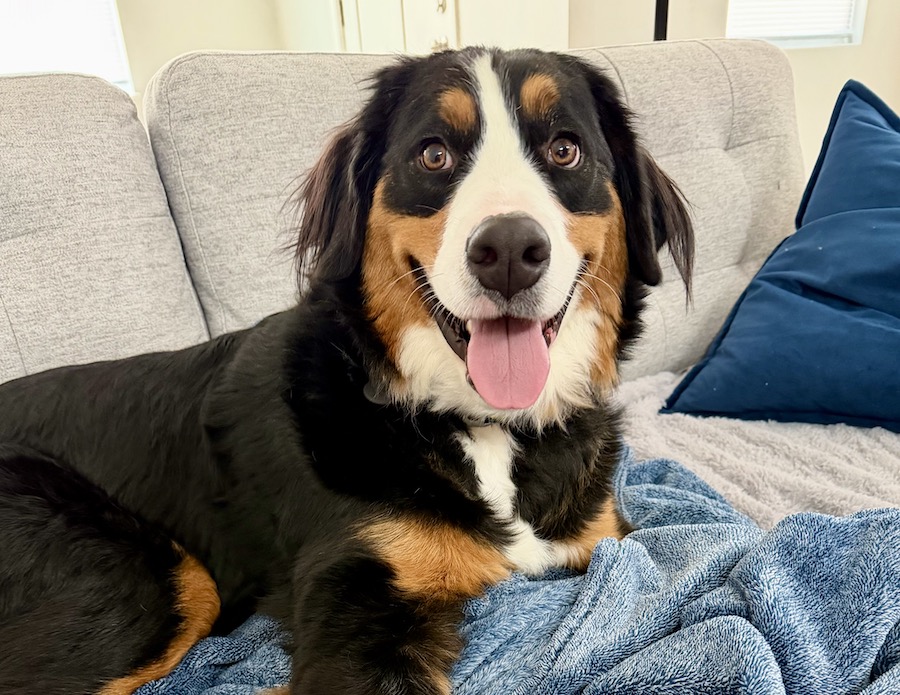 You've Outgrown Rover. Here's What's Next for Your Pet.