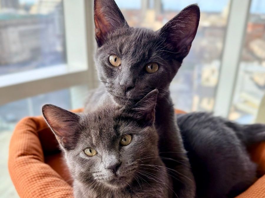 What Is Luxury Cat Care