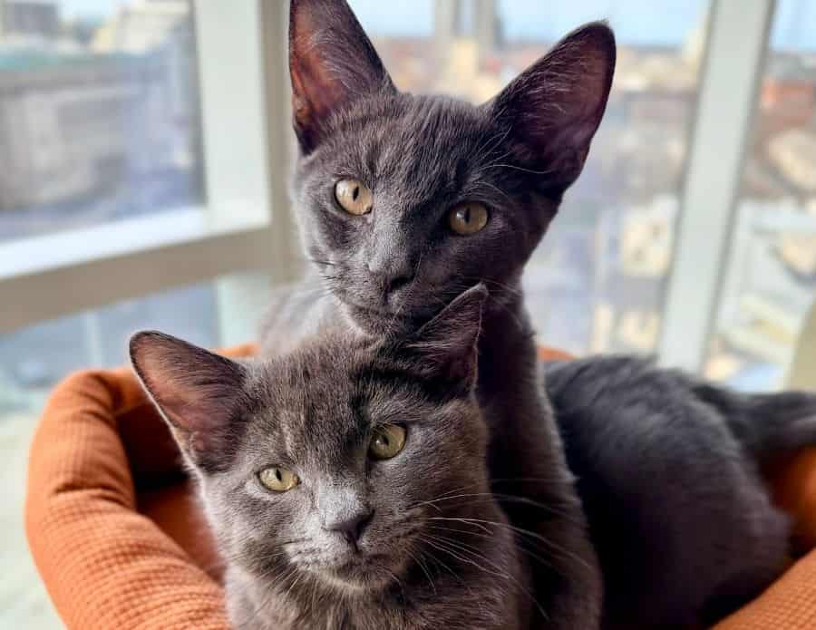 What Is Luxury Cat Care