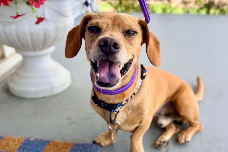 7 Signs Your Dog Isn't Getting Enough Exercise (And What To Do)