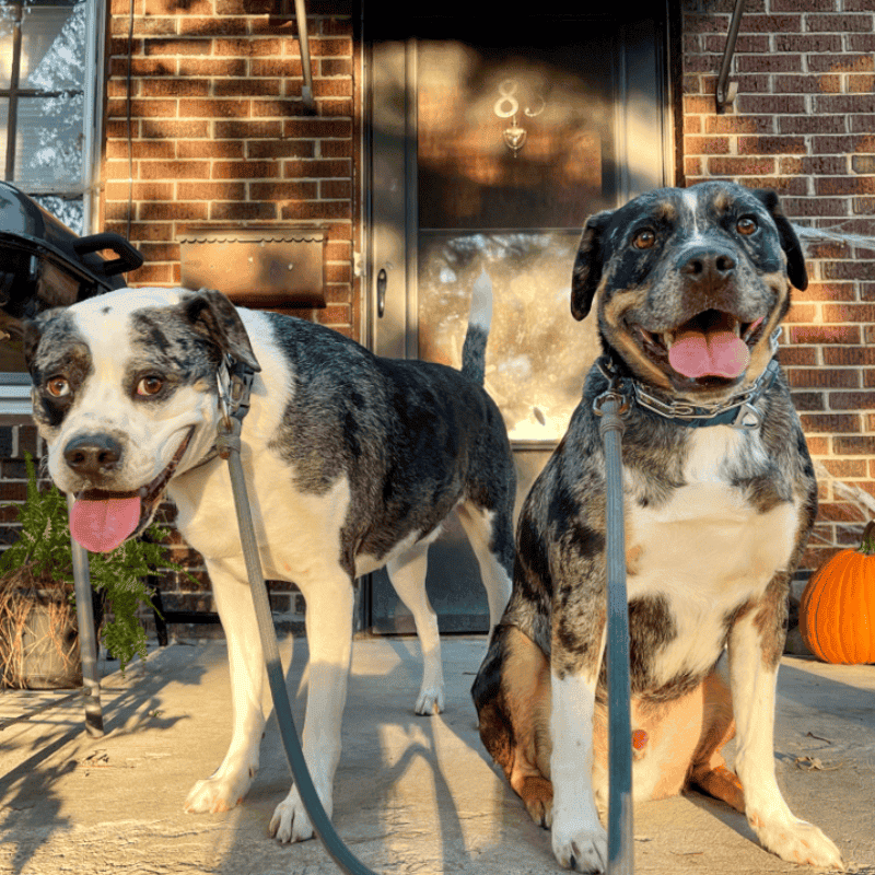 Dog Walking Frisky Business Pet Care 