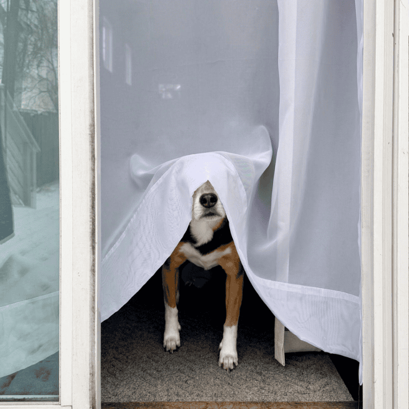 Dog Walking for Irvington Dogs Frisky Business Pet Care