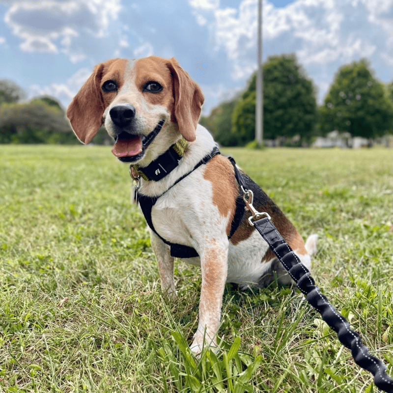 Downtown Indianapolis Pet Care Services Dog Walking