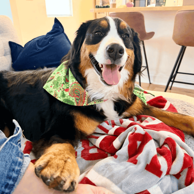 Downtown Indianapolis Pet Care Services Pet Sitting 