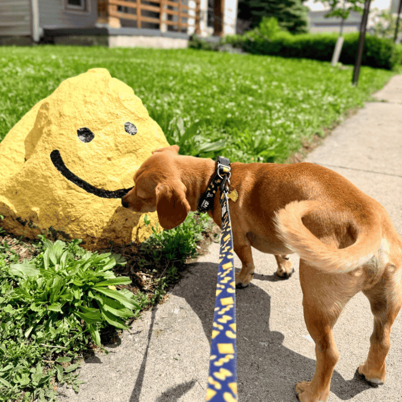 Fountain Square Pet Care for Busy Humans and Beloved Pets Dog Walking 