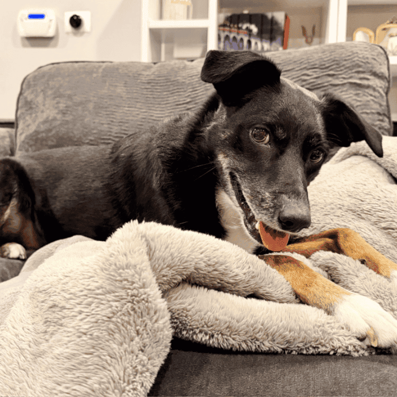 Fountain Square Pet Care for Busy Humans and Beloved Pets In-Your-Home Pet Sitting Visits