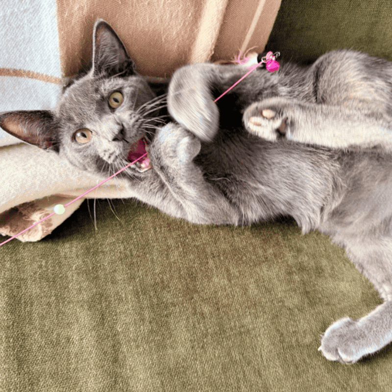 Fountain Square Pet Care for Busy Humans and Beloved Pets Luxury Cat Care