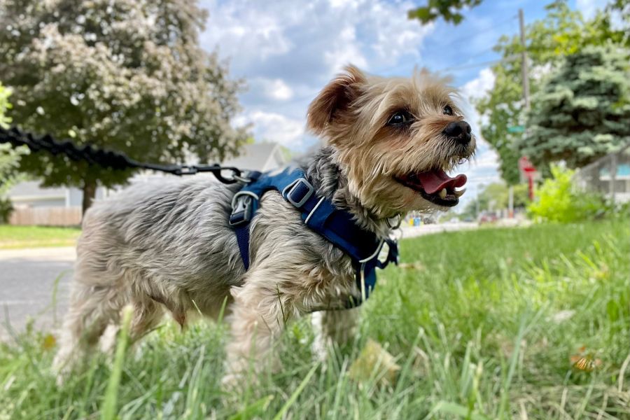 Hot Weather Dog Walking How to Keep Your Pup Safe in Summer Heat