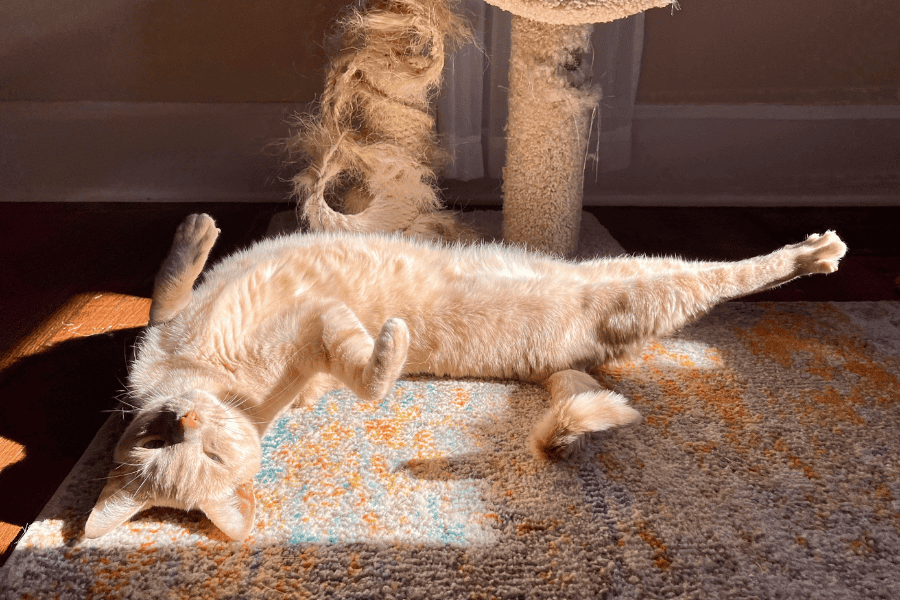 How We Create a Boutique Experience for Indianapolis Cats
