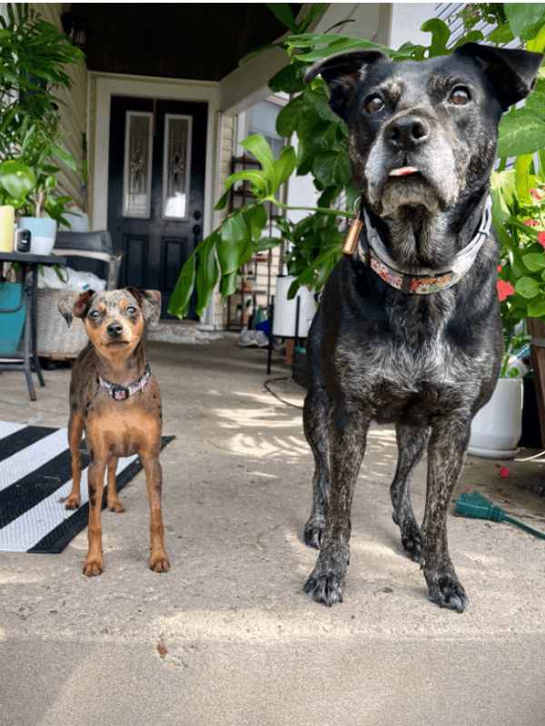 How to Get Started Frisky Business Pet Care