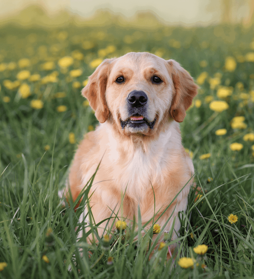 How to Get Started Frisky Business Pet Care