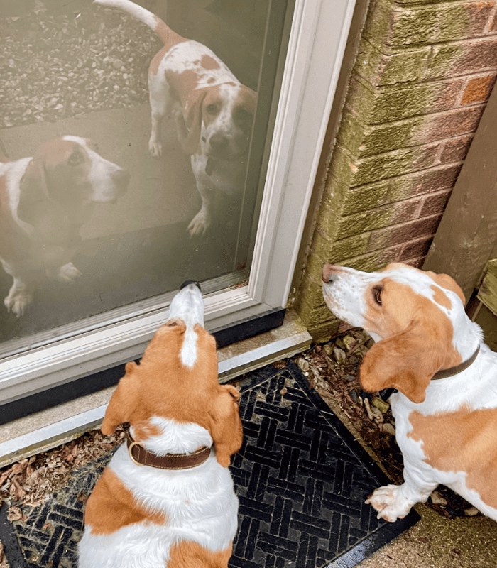 How to Get Started Frisky Business Pet Care