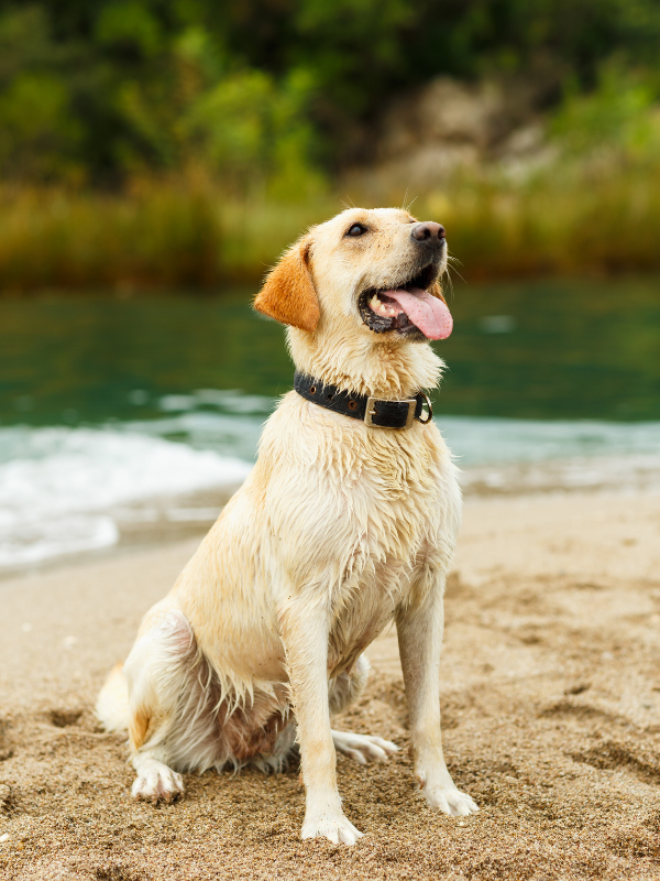 How to Get Started Frisky Business Pet Care 