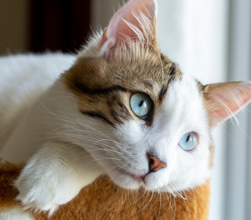 How to Get Started Frisky Business Pet Care