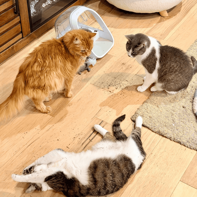 In-Your-Home Pet Sitting Visits for Irvington Dogs Frisky Business Pet Care