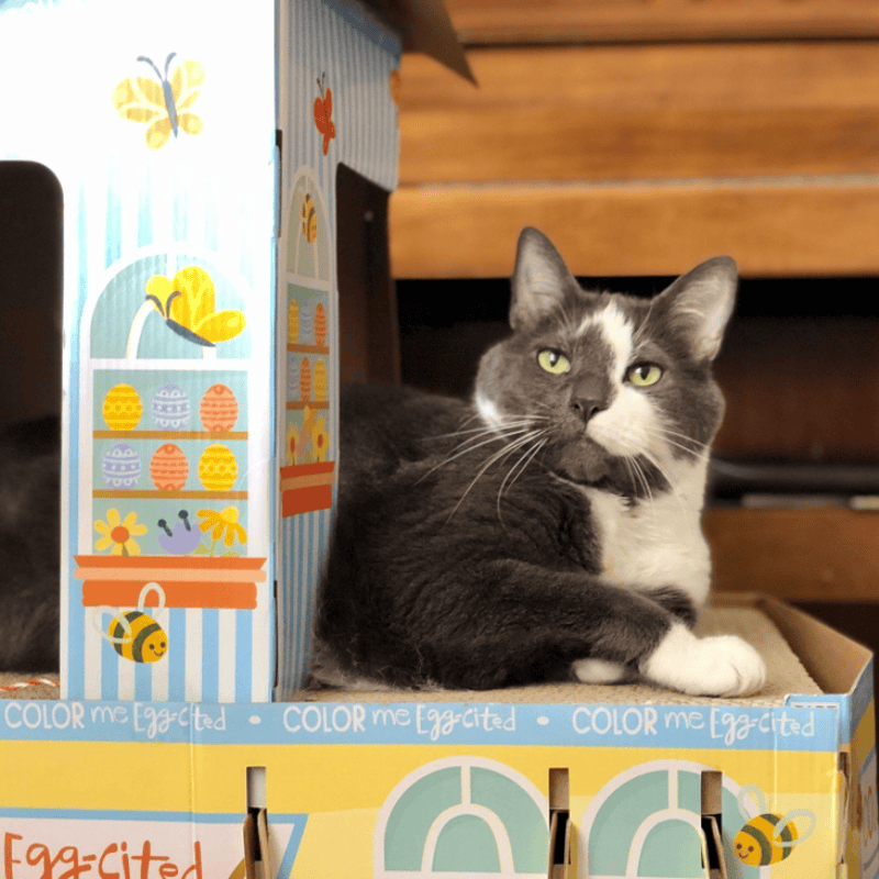 Luxury Cat Care Frisky Business Pet Care
