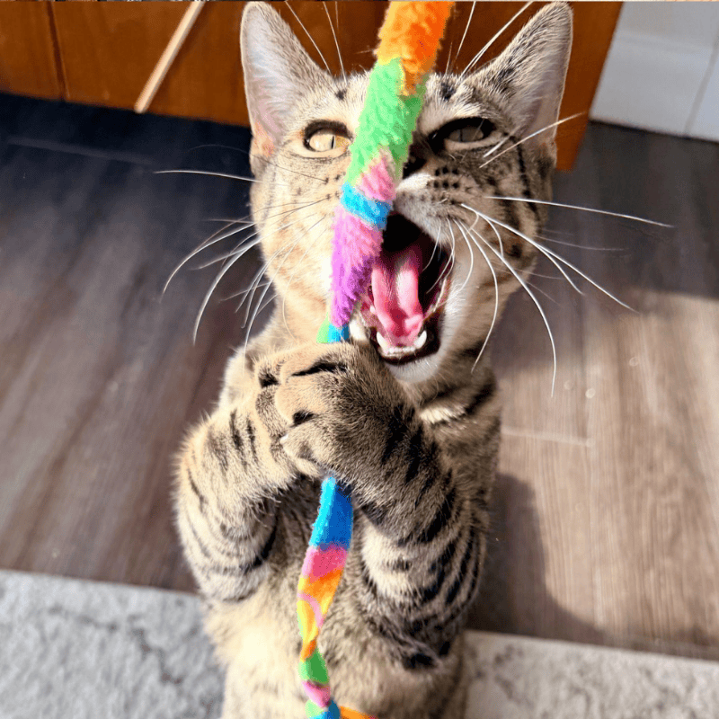 Luxury Cat Care for Irvington Dogs Frisky Business Pet Care