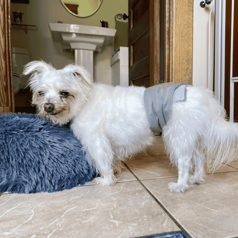 In-Your-Home Pet Sitting Visits Frisky Business Pet Care 