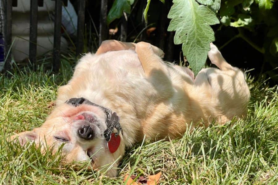 Summer Pet Safety Tips for Indianapolis Families