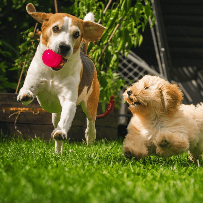 We May Be a Great Fit If You Frisky Business Pet Care 