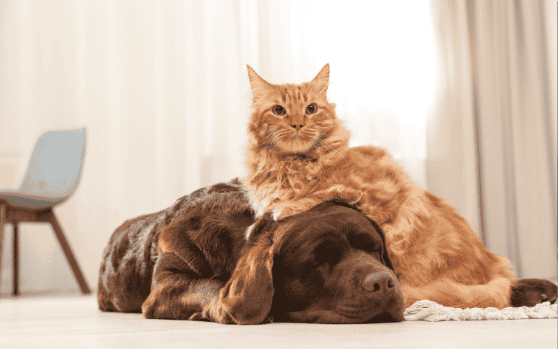 We May Be a Great Fit If You Frisky Business Pet Care
