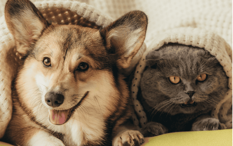 We May Be a Great Fit If You Frisky Business Pet Care